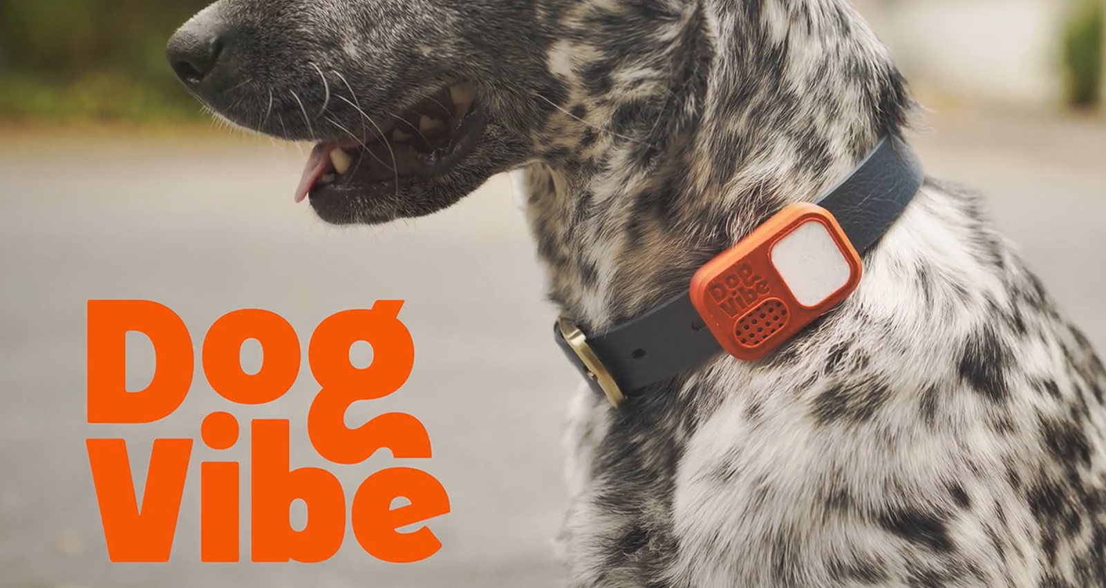 DogVibe Collar DogVibe is a new pet tech smart collar that helps with off-leash training